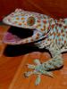 Avatar de Gecko